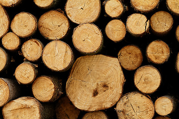 Image showing Logging
