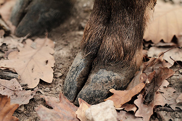 Image showing Deer hoof