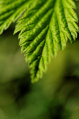 Image showing Hairy leaves