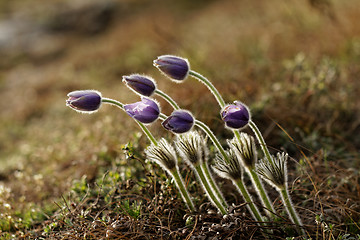 Image showing Purple anemone