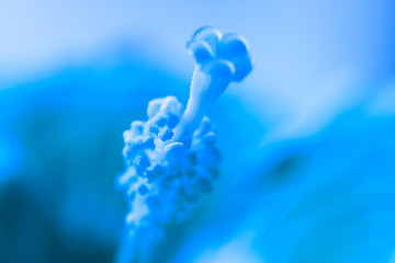 Image showing Blue pistil