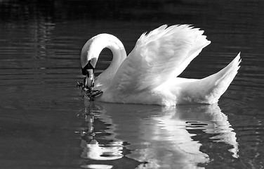 Image showing Beautiful swan 