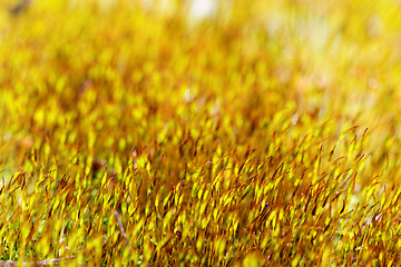 Image showing Yellow moss