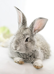 Image showing Gray rabbit