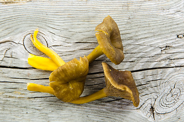 Image showing Fresh raw yellowfoot mushrooms