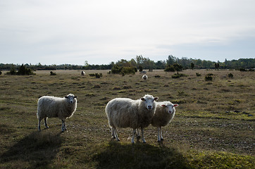 Image showing Curious sheeps