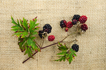 Image showing Blackberries at a twig