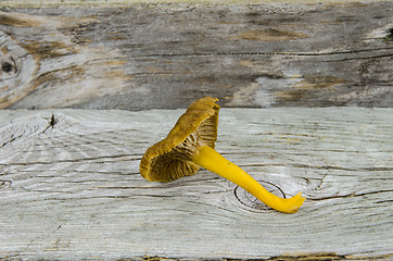 Image showing One yellowfoot mushroom