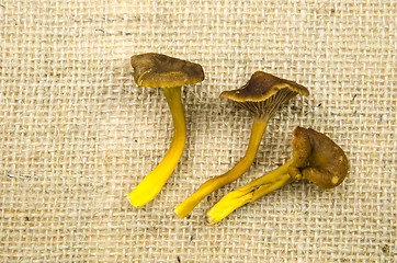 Image showing Bunch of harvested yellowfoot mushrooms