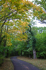Image showing Pathway view at fall