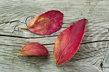 Image showing Red colored leaves at autumn