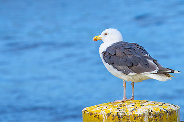 Image showing Great Black-backed gull Larus fuscus L.