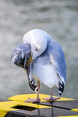 Image showing Herring gull, Larus argenataus Pontoppidan