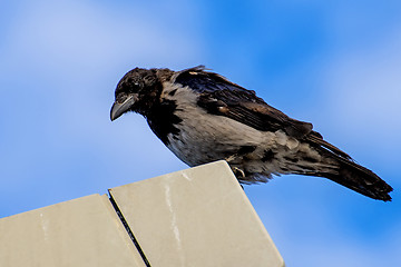 Image showing hooded crow ,Corvus corone cornix L.