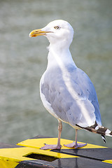 Image showing Herring gull, Larus argenataus Pontoppidan