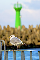 Image showing Herring gull; Larus argenataus Pontoppidan