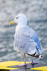 Image showing Herring gull, Larus argenataus Pontoppidan