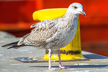 Image showing Herring gull, Larus fuscus L. immat.