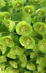 Image showing green flower closeup