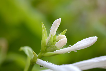 Image showing Close up of yellow flower