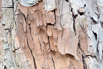 Image showing Old wood texture, wooden background