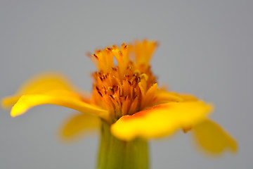 Image showing Close up of yellow flower