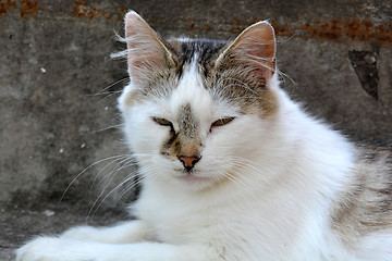 Image showing cat