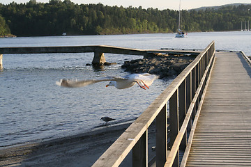 Image showing seagul