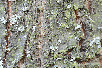 Image showing Texture of bark  in the natural park