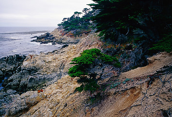 Image showing Point Lobos