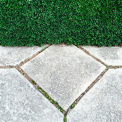 Image showing Garden hedge and stone tiles