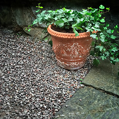 Image showing Clay pot with green ivy