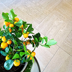 Image showing Tangerine tree in a pot