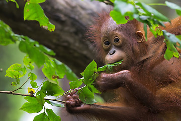 Image showing Borneo Orangutan