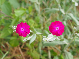 Image showing Violet flower