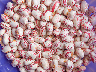 Image showing Cranberry beans