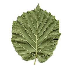 Image showing Hazel tree leaf