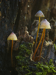 Image showing mushrooms