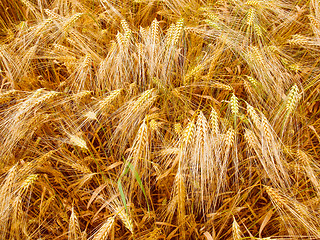 Image showing Retro look Barleycorn field