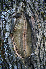 Image showing erotic forest