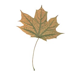 Image showing one autunm leaf