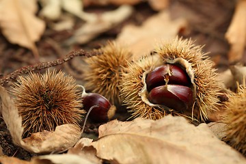 Image showing Chestnut