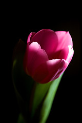 Image showing Single tulip on black background