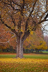 Image showing Autumn