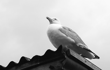 Image showing Gull sitting on a corrugated iron roof 