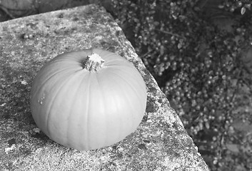 Image showing Pumpkin on a stone bench against berries