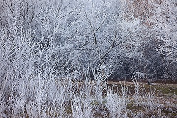 Image showing Winter tree