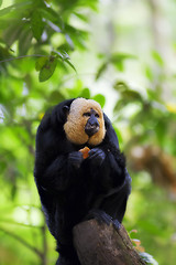 Image showing White-faced Saki Monkey