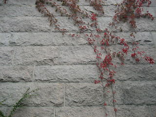Image showing Flowers on old wall