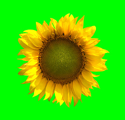Image showing Sunflower on green background